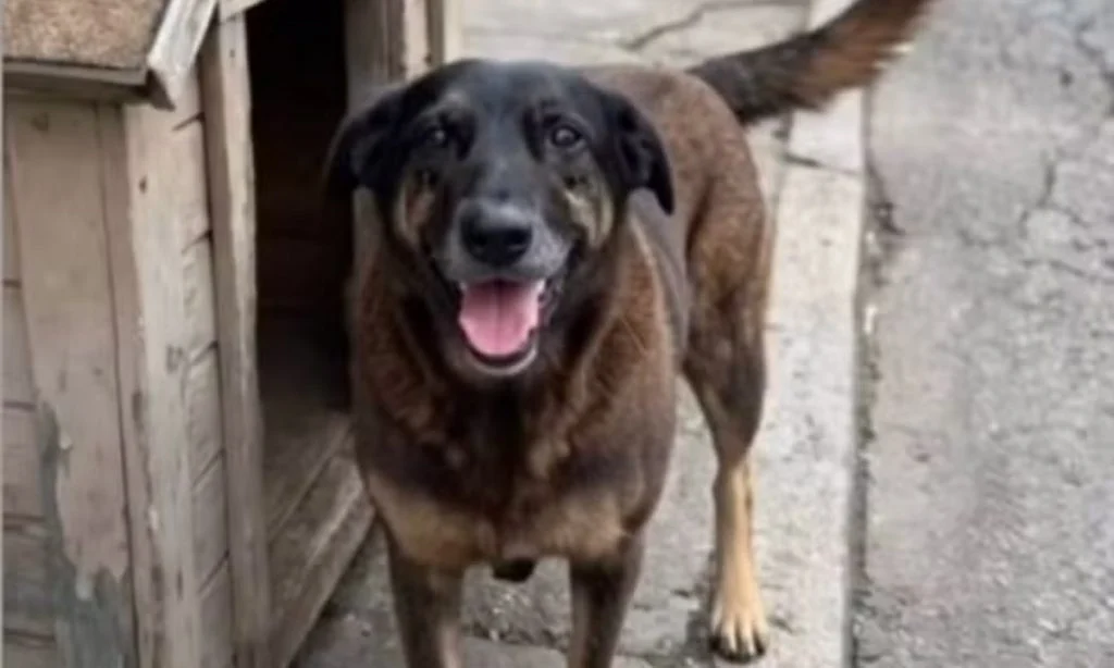 Histeria Virtual, Hipocrisia Real: A Seletividade da Indignação Animal no Brasil